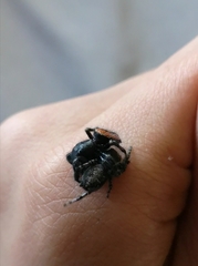 Phidippus borealis