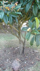 Eriobotrya japonica