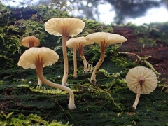 Coccomyxa