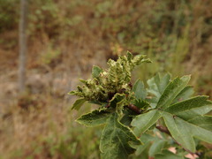 Dasineura crataegi