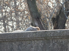 Sciurus carolinensis