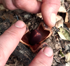 Prosopanche americana