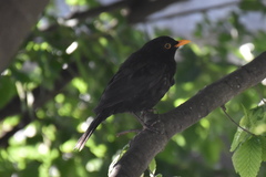 Turdus merula