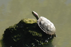 Trachemys scripta