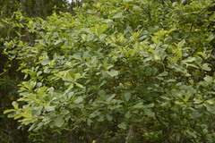 Quercus nigra image