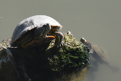 Trachemys scripta