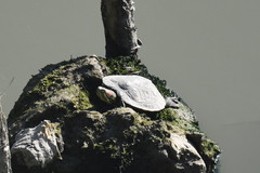 Trachemys scripta