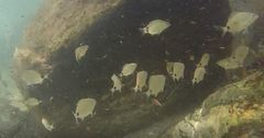 Diplodus caudimacula
