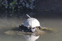 Trachemys scripta