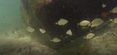Diplodus caudimacula