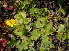Erythranthe primuloides