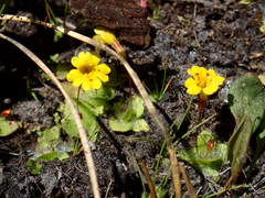 Erythranthe primuloides