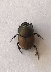 Onthophagus coenobita