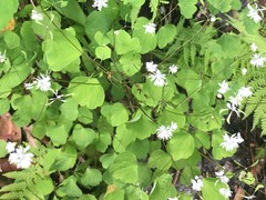 Thalictrum clavatum