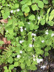 Thalictrum clavatum