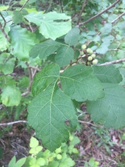 Rhus aromatica serotina
