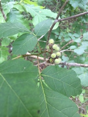 Rhus aromatica serotina