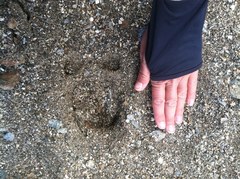 Odocoileus hemionus eremicus