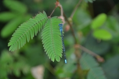 Pseudagrion malabaricum