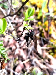 Empis borealis
