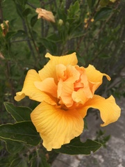 Hibiscus rosa-sinensis