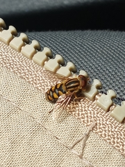 Parhelophilus integer