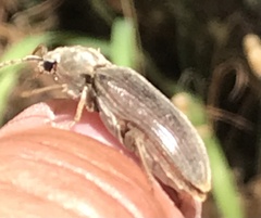 Perothops