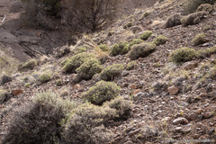 Rhinotropis intermontana