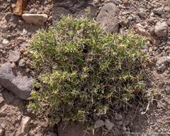 Rhinotropis intermontana