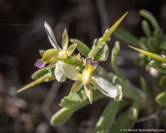 Rhinotropis intermontana