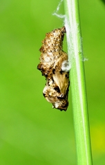 Boloria titania