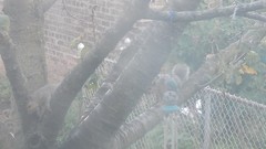 Sciurus carolinensis