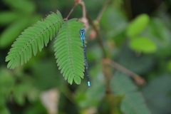 Pseudagrion malabaricum