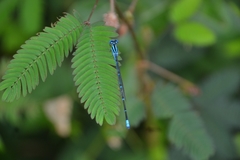 Pseudagrion malabaricum