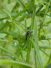 Coccinella septempunctata
