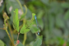 Pseudagrion malabaricum