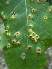 Phylloxera foveola