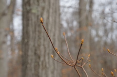 Rhododendron periclymenoides