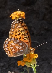 Speyeria coronis hennei