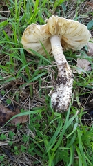Saproamanita foetidissima