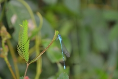 Pseudagrion malabaricum