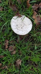 Saproamanita foetidissima
