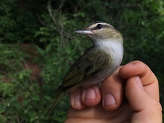 Vireo chivi chivi