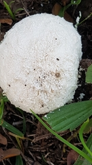 Saproamanita foetidissima
