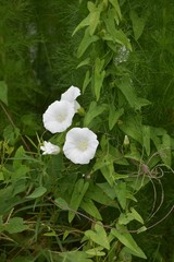 Calystegia sepium limnophila