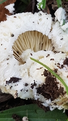 Saproamanita foetidissima