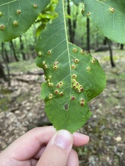Phylloxera foveola