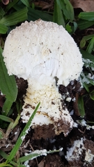 Saproamanita foetidissima