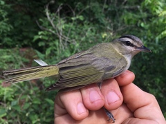 Vireo chivi chivi