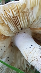 Saproamanita foetidissima
